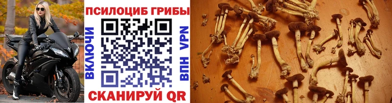 Купить закладки  Отрадный  Галлюциногенные грибы Magic Shrooms 
